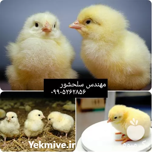 خرید جوجه یکروزه گوشتی قیمت خرید در گروه مرغ و خروس و بوقلمون و اردک قو قاز در یکمیوه -عکس1