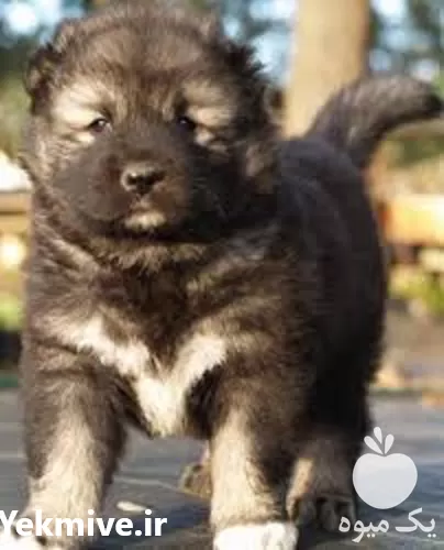 فروش سگ قفقازی اصیل بگیر در تهران در گروه سگ و گربه در یکمیوه -عکس1