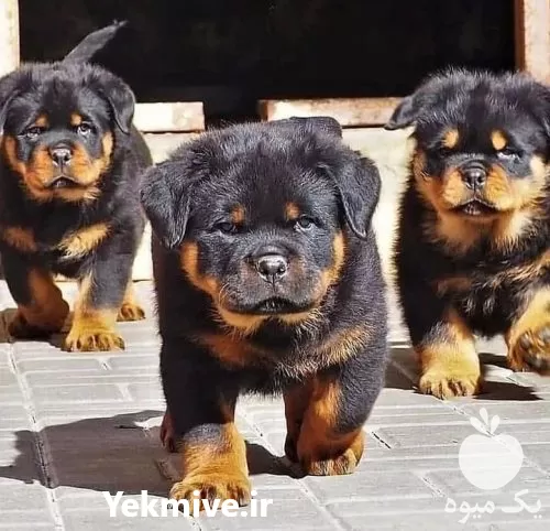 قیمت خرید سگ روتوایلر پوزه دلقکی در تهران در گروه سگ و گربه در یکمیوه -عکس1