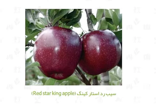 نهال سیب فروش سیب در گروه خرید و فروش نهال میوه در یکمیوه -عکس1