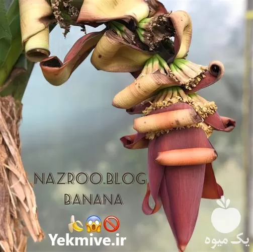 نهال موز پاکوتاه کاوندیش فروش عمده در هرمز در گروه خرید و فروش نهال موز در یکمیوه -عکس1