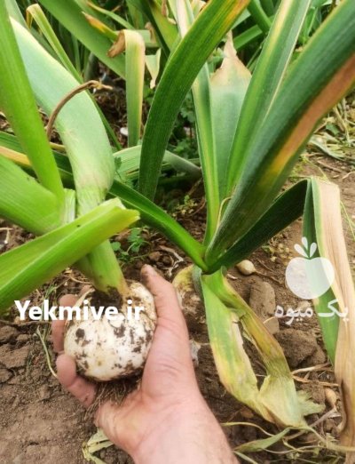 فروش موسیر در تیران در گروه خرید و فروش سیر در یکمیوه -عکس1