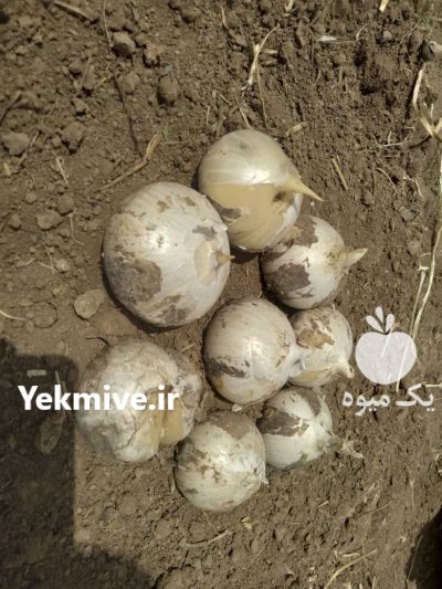 فروش موسیر در تیران در گروه خرید و فروش سیر در یکمیوه -عکس3