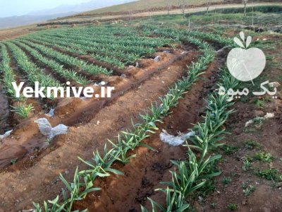 فروش موسیر در تیران در گروه خرید و فروش سیر در یکمیوه -عکس4