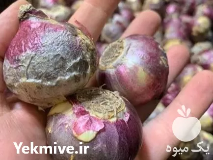 خرید انواع پیاز گل در تهران در گروه خرید و فروش گیاهان زینتی در یکمیوه -عکس1