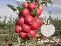 قیمت خرید ارقام نهال پاکوتاه سیب در تهران در گروه خرید و فروش نهال در یکمیوه -عکس1