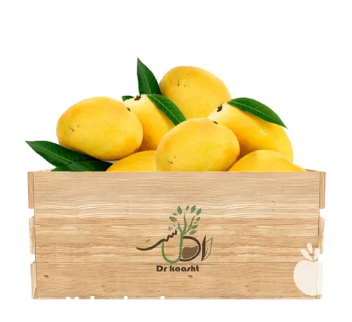 فروش عمده نهال انبه چهار فصل در اصفهان در گروه خرید و فروش نهال انبه در یکمیوه -عکس1