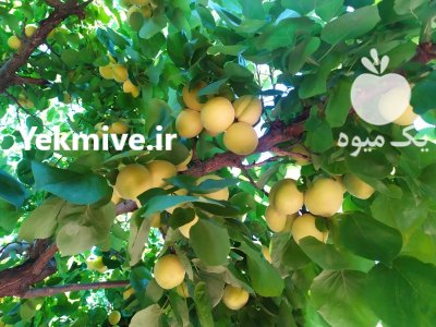 زردآلو درجه یک در شهریار در گروه خرید و فروش زردآلو در یکمیوه -عکس1