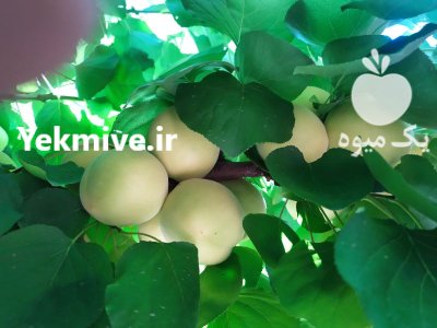 زردآلو درجه یک در شهریار در گروه خرید و فروش زردآلو در یکمیوه -عکس2
