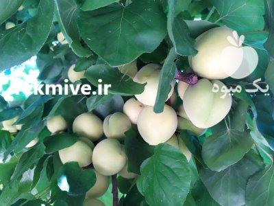 زردآلو درجه یک در شهریار در گروه خرید و فروش زردآلو در یکمیوه -عکس3