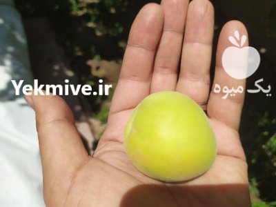 زردآلو درجه یک در شهریار در گروه خرید و فروش زردآلو در یکمیوه -عکس4