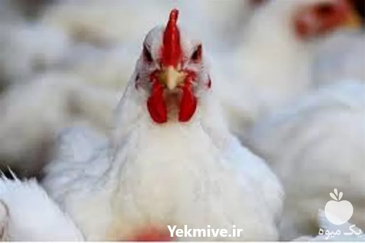 پرورش مرغ تخم گذار همراه در گروه دوره آموزش کشاورزی در یکمیوه -عکس1