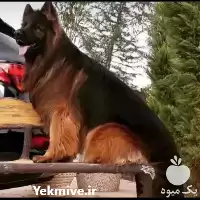خرید سگ ژرمن شپرد اصیل نگهبان در تهران در گروه سگ و گربه در یکمیوه