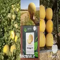 فروش بذر خربزه در گروه خرید و فروش بذر خربزه در یکمیوه