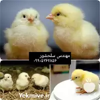 خرید جوجه یکروزه گوشتی قیمت خرید در گروه مرغ و خروس و بوقلمون و اردک قو قاز در یکمیوه