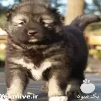 فروش سگ قفقازی اصیل بگیر در تهران در گروه سگ و گربه در یکمیوه