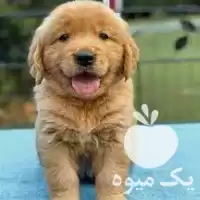 فروش سگ گلدن رتریور اصیل در تهران در گروه سگ و گربه در یکمیوه