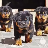 قیمت خرید سگ روتوایلر پوزه دلقکی در تهران در گروه سگ و گربه در یکمیوه