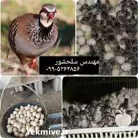 فروش تخم نطفه دار کبک در تهران در گروه انواع تخم ها در یکمیوه