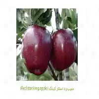 نهال سیب فروش سیب در گروه خرید و فروش نهال میوه در یکمیوه