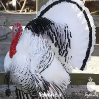 آموزش پرورش بوقلمون بیوتی در گروه دوره آموزش کشاورزی در یکمیوه