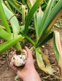 فروش موسیر در تیران در گروه خرید و فروش سیر در یکمیوه