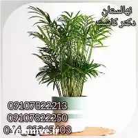 قیمت خرید گیاه نخل شامادورا در ارومیه در گروه خرید و فروش نهال در یکمیوه