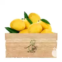 فروش عمده نهال انبه چهار فصل در اصفهان در گروه خرید و فروش نهال انبه در یکمیوه