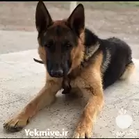 قیمت خرید پرورش سگ ژرمن شپرد در تهران در گروه سگ و گربه در یکمیوه
