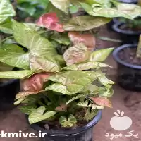 پرورش و فروش گل و گیاه در گروه خرید و فروش گیاهان زینتی در یکمیوه