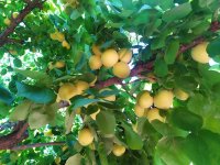 زردآلو درجه یک در شهریار در گروه خرید و فروش زردآلو در یکمیوه