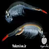 آموزش پرورش آرتمیا در گروه دوره آموزش کشاورزی در یکمیوه