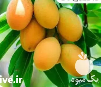 قیمت خرید نهال انبه چهار فصل در ارومیه در گروه خرید و فروش نهال انبه در یکمیوه -عکس1