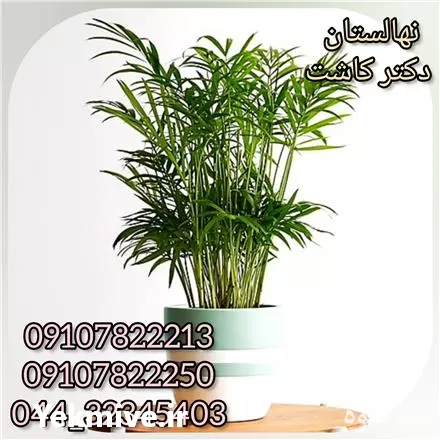 فروش گیاه نخل شامادورا در ارومیه در گروه خرید و فروش نهال در یکمیوه -عکس1