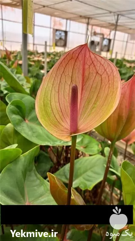 فروش عمده گل آنتوریوم در تهران در گروه خرید و فروش گیاهان زینتی در یکمیوه -عکس1