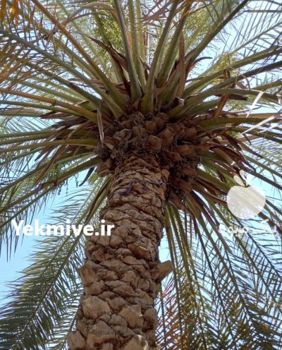 درخت نخل برهی در گروه خرید و فروش نهال خرما در یکمیوه -عکس1