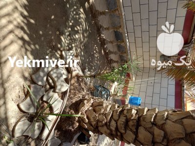 درخت نخل برهی در گروه خرید و فروش نهال خرما در یکمیوه -عکس2