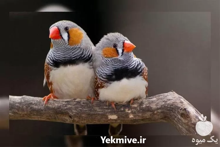 تا صد دوره آموزشی پرورش پرندگان در گروه دوره آموزش کشاورزی در یکمیوه -عکس1