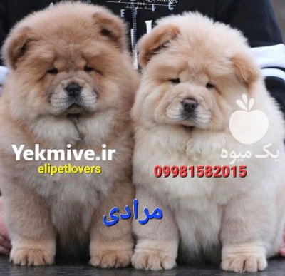 قیمت چاوچاو خرید چاوچاو در تهران در بومهن در گروه سگ و گربه در یکمیوه -عکس1