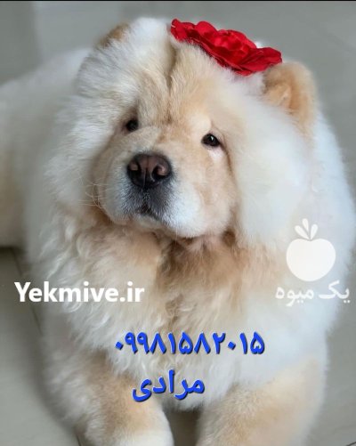 قیمت چاوچاو خرید چاوچاو در تهران در بومهن در گروه سگ و گربه در یکمیوه -عکس2