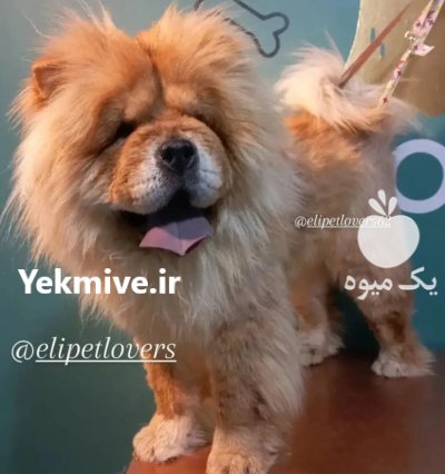 قیمت چاوچاو خرید چاوچاو در تهران در بومهن در گروه سگ و گربه در یکمیوه -عکس3