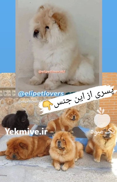 قیمت چاوچاو خرید چاوچاو در تهران در بومهن در گروه سگ و گربه در یکمیوه -عکس4