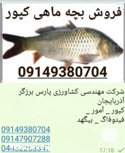 بچه ماهی گرمابی کپور در ارومیه در گروه خرید و فروش بچه ماهی در یکمیوه -عکس1