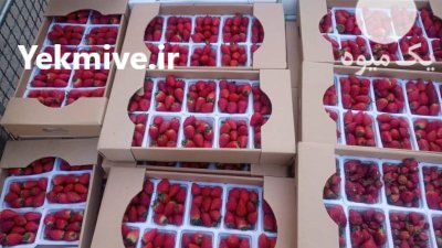 فروش توت فرنگی در البرز در گروه خرید و فروش توت فرنگی در یکمیوه -عکس1