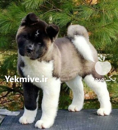 فروش سگ آکیتا آمریکایی در گروه سگ و گربه در یکمیوه -عکس1