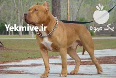 پیتبول در کرج در گروه سگ و گربه در یکمیوه -عکس1