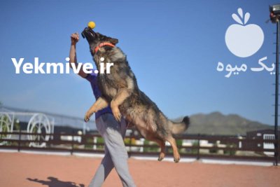 ژرمن سیبل فروش در کرج در گروه سگ و گربه در یکمیوه -عکس1