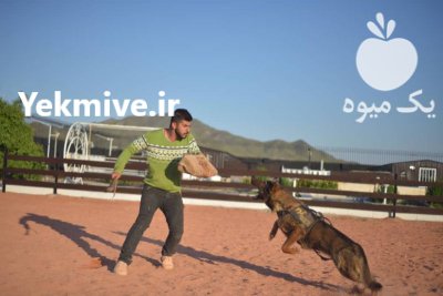 سگ ژرمن سیبل فروش در کرج در گروه سگ و گربه در یکمیوه -عکس1