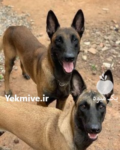 سگ مالینویز در گروه سگ و گربه در یکمیوه -عکس1