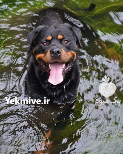 رتوایلر در کرج در گروه سگ و گربه در یکمیوه -عکس1